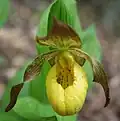 Květ Cypripedium parviflorum, opylovaný drobnými včelami