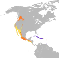 Rozšíření rorýse černý oranžově – hnízdiště tažné populace žlutě – tah fialově – stálá populace