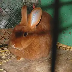 Český červený králík (samice)