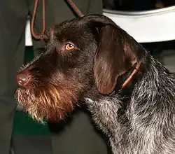 Český fousek – nevýrazný týlní hrbol, výrazné nadočnicové oblouky