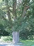 Památný dub Pavel