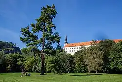 Děčín, Borovice na Mariánské louce (2021) 1.jpg