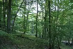 Přírodní rezervace Dědovické stráně, okres Písek