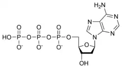 Struktura deoxyadenosinetrifosfátu