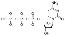 Struktura deoxycytidintrifosfátu