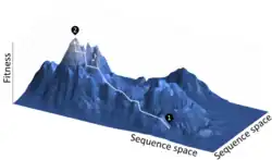Adaptivní krajina: cesta na vrchol je spojena se zvýšením fitness