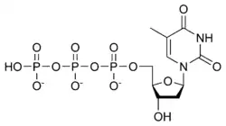 Struktura deoxythymidintrifosfátu