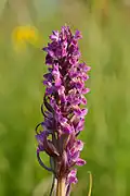 Prstenec pleťový (Dactylorhiza incarnata)