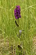 Prstnatec (Dactylorhiza cruenta)