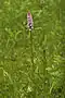 Dactylorhiza maculata