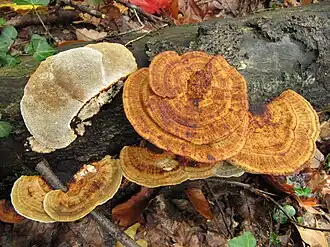 alternativní popis obrázku chybí