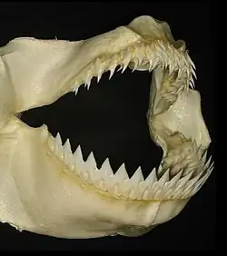 Čelisti světlouna Bonnaterrova (Dalatias licha).