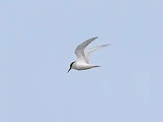 alternativní popis obrázku chybí