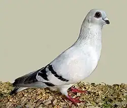 Sivé zbarvení: Damascén pruhový