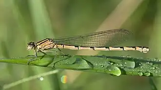 alternativní popis obrázku chybí