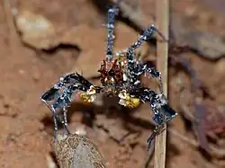 Barevně výrazný pavouk stojí na listech na zemi