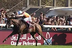 Danedream při závodech