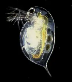 Hrotnatka obecná (Daphnia pulex)