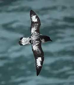 Fotografie ptáka s převážně černým zabarvením a bílými skvrnami na křídlech