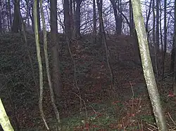 Lesní porost v areálu hradiště