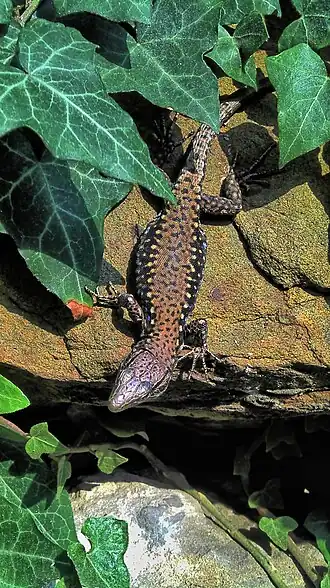 alternativní popis obrázku chybí