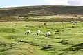 Dartmoor