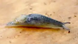 popis obrázku chybí