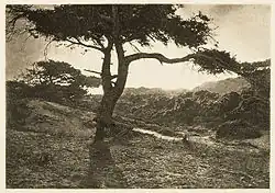 The long arm, Camera Work, 1907