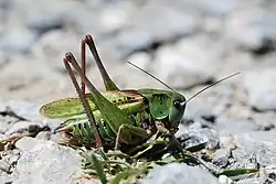 kobylka hnědá (Decticus verrucivorus)