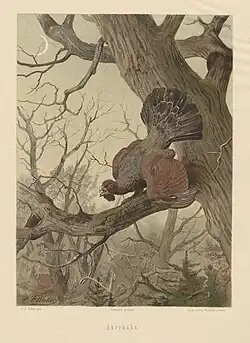 Chromolitografie ze série Lovná zvěř (Carl Friedrich Deiker, c1875)