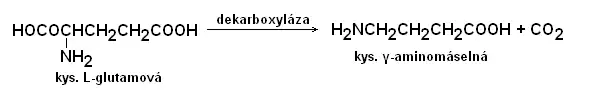 Dekarboxylace kys. glutamové