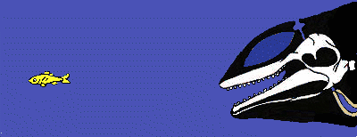 Animace ukazující schematizovanou hlavu a kostru kytovce, kde jsou v oblasti nosních dutin na temeni hlavy generovány zvukové vlny, které pokračují tkání melounu nad rostrem směrem vpřed a do vody. Odrážejí se od rybky, odražené vlny pronikají dolní čelistí kytovce do ucha.