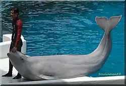 Běluha na břehu bazénu se zdviženým ocasem, u její hlavy stojí cvičitel s rukou na čumáku běluhy