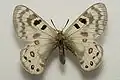 Parnassius delphius maximinus
