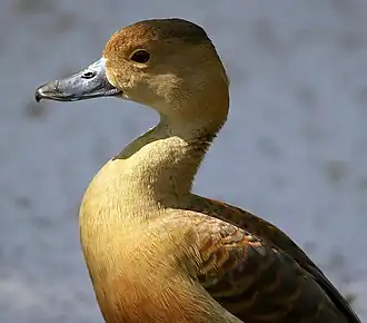 alternativní popis obrázku chybí