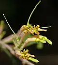 Dendrophthoe falcata