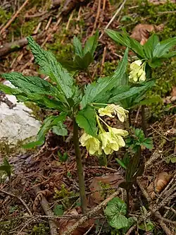 alternativní popis obrázku chybí