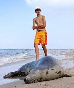 Lachtan na pláži, v pozadí těsně za zvířetem je hoch v plaveckých šortkách