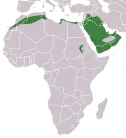 rozšíření ježka pustinného