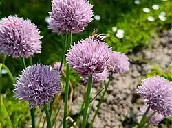 Detail květů pažitky