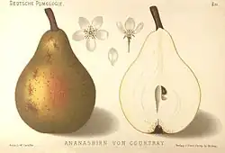 Ananaska courtrayská