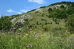 Skalní trávník s roztroušenými křovinami a ostrůvky lesa