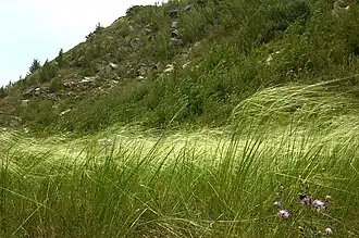 Kavyl vláskovitý (Stipa capillata)