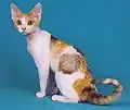 Devon rex