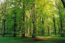 Český les Bučina na Dianě