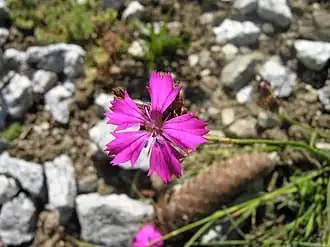 alternativní popis obrázku chybí