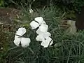 Dianthus furcatus