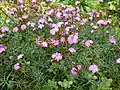 Dianthus graniticus