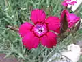 Dianthus myrtinervius