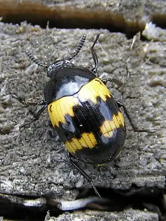 alternativní popis obrázku chybí